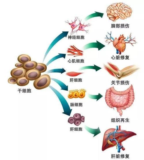 干细胞进化过程.jpg