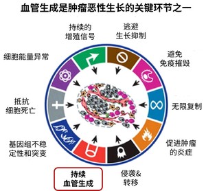 細(xì)胞療法與腫瘤