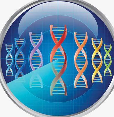 华大基因遗传性肿瘤非临床版-男性套餐（23种）